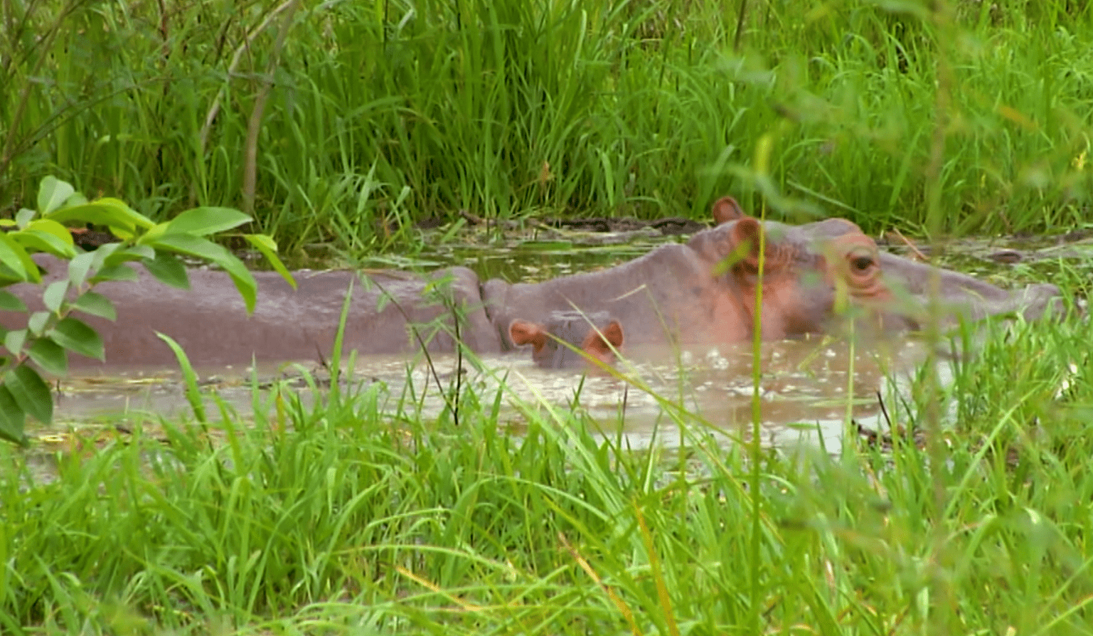 ¿En qué va la esterilización de hipopótamos en el Magdalena Medio antioqueño?