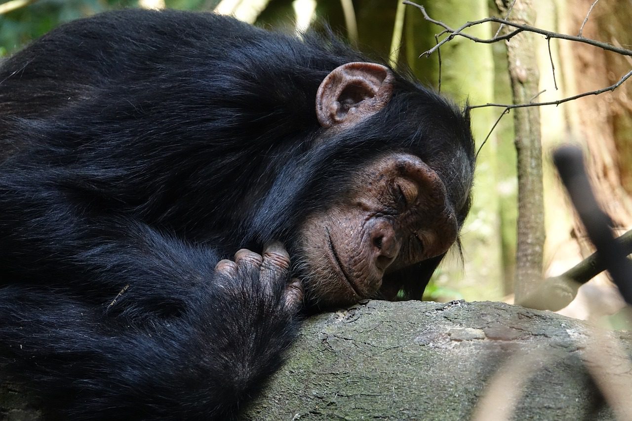 Natalia, la chimpancé que no se separa de su cría muerta hace tres meses