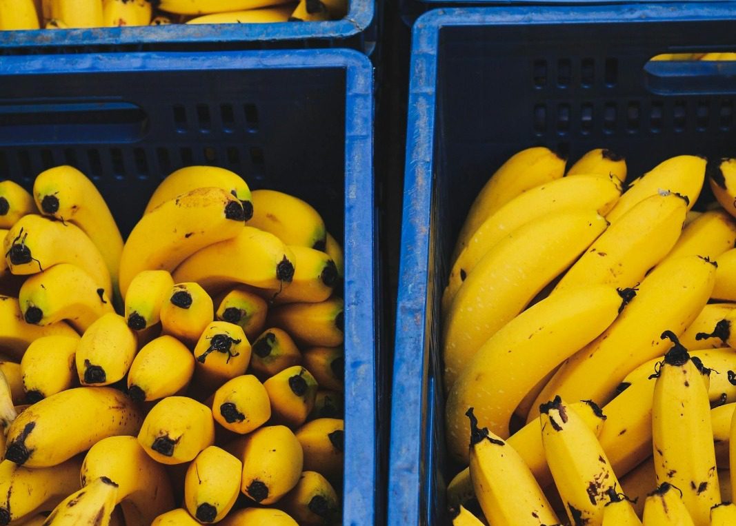 Incautaron 623 kilos de cocaína que iban para Alemania en cargamento de bananos