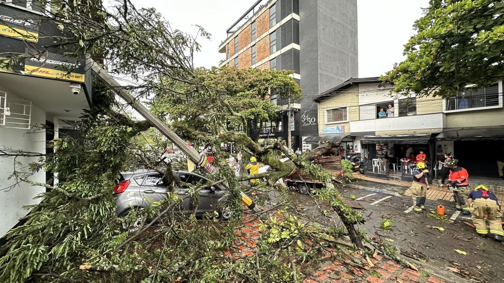 árbol caído