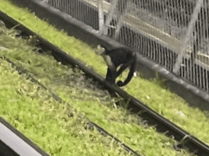 ¿Qué pasó con el mono capuchino rescatado cerca a la estación Caribe?