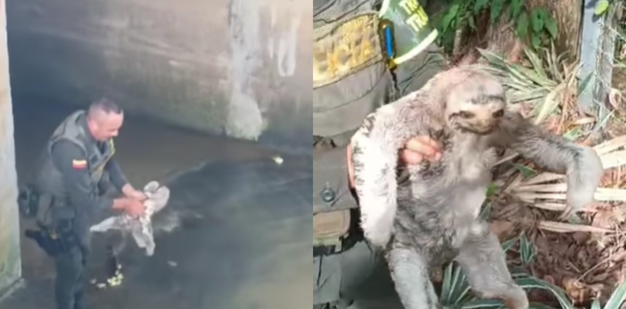 [Video] Policía salva a oso perezoso que estaba atrapado en un canal de agua