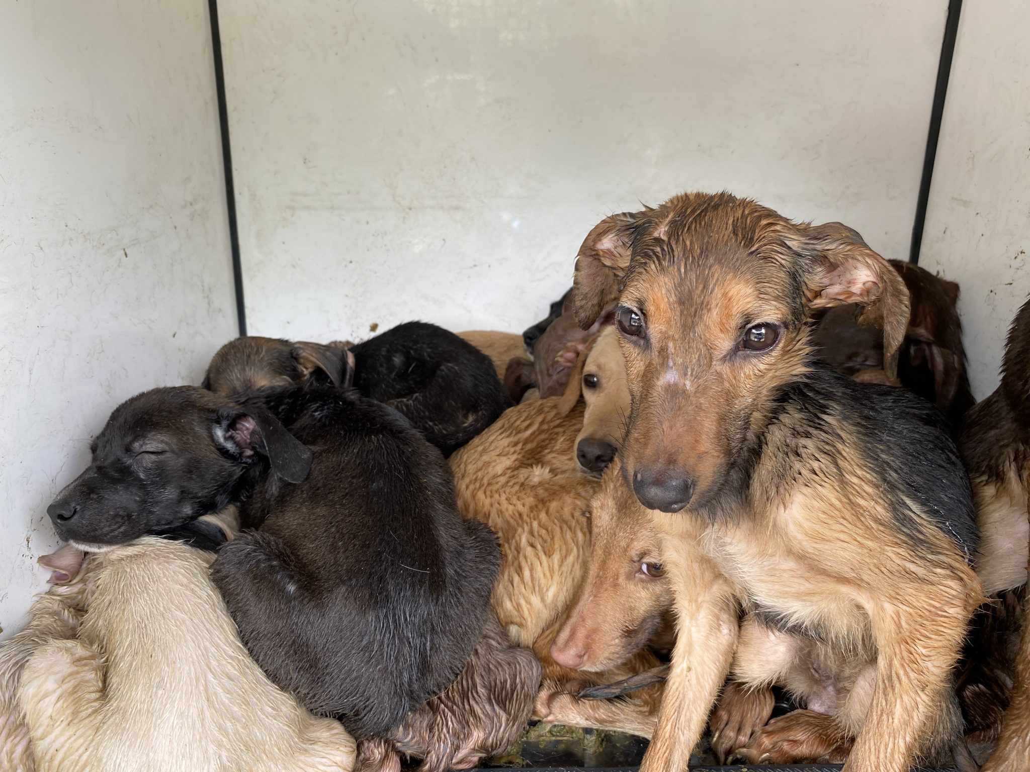 Por maltrato, capturan a mujer y rescatan más de 30 perros en precarias condiciones