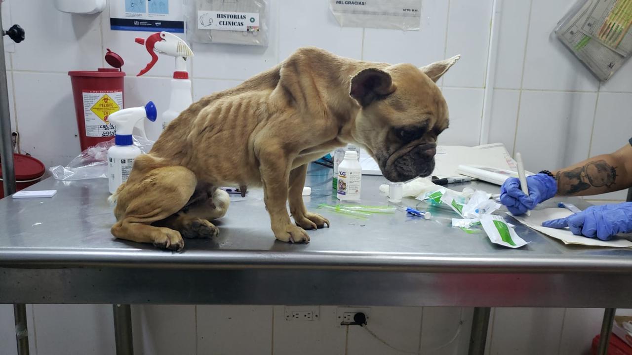 Rescatan 4 perros en estado de desnutrición que estaban en un balcón