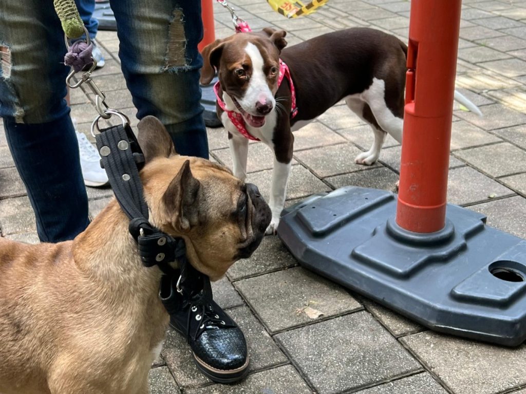 Vuelve Mascotas al Parque a Telemedellín y esta será la oferta en su tercera versión