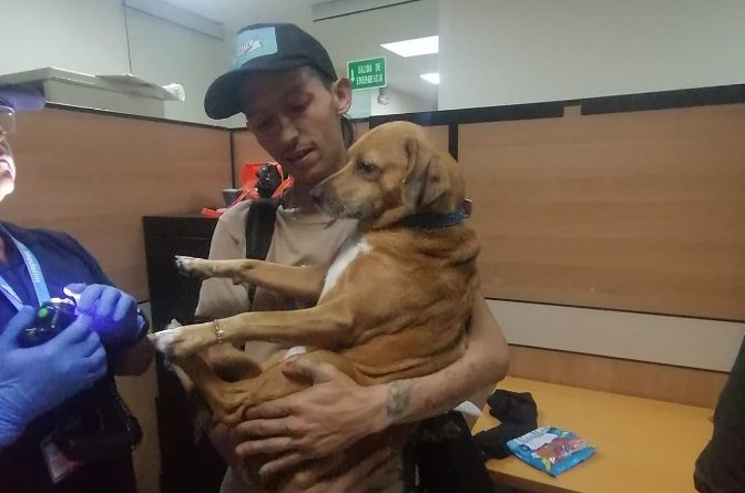 Verifican estado de perrito en Medellín tras denuncia en redes sociales