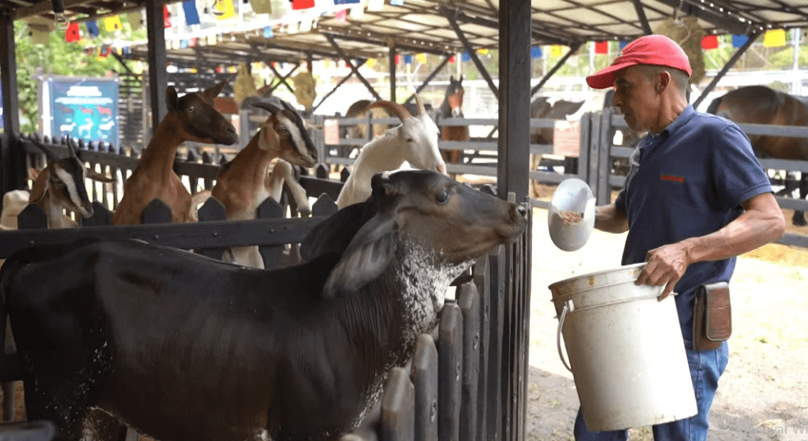 Panaca está en Medellín y así puede conocer la magia del campo