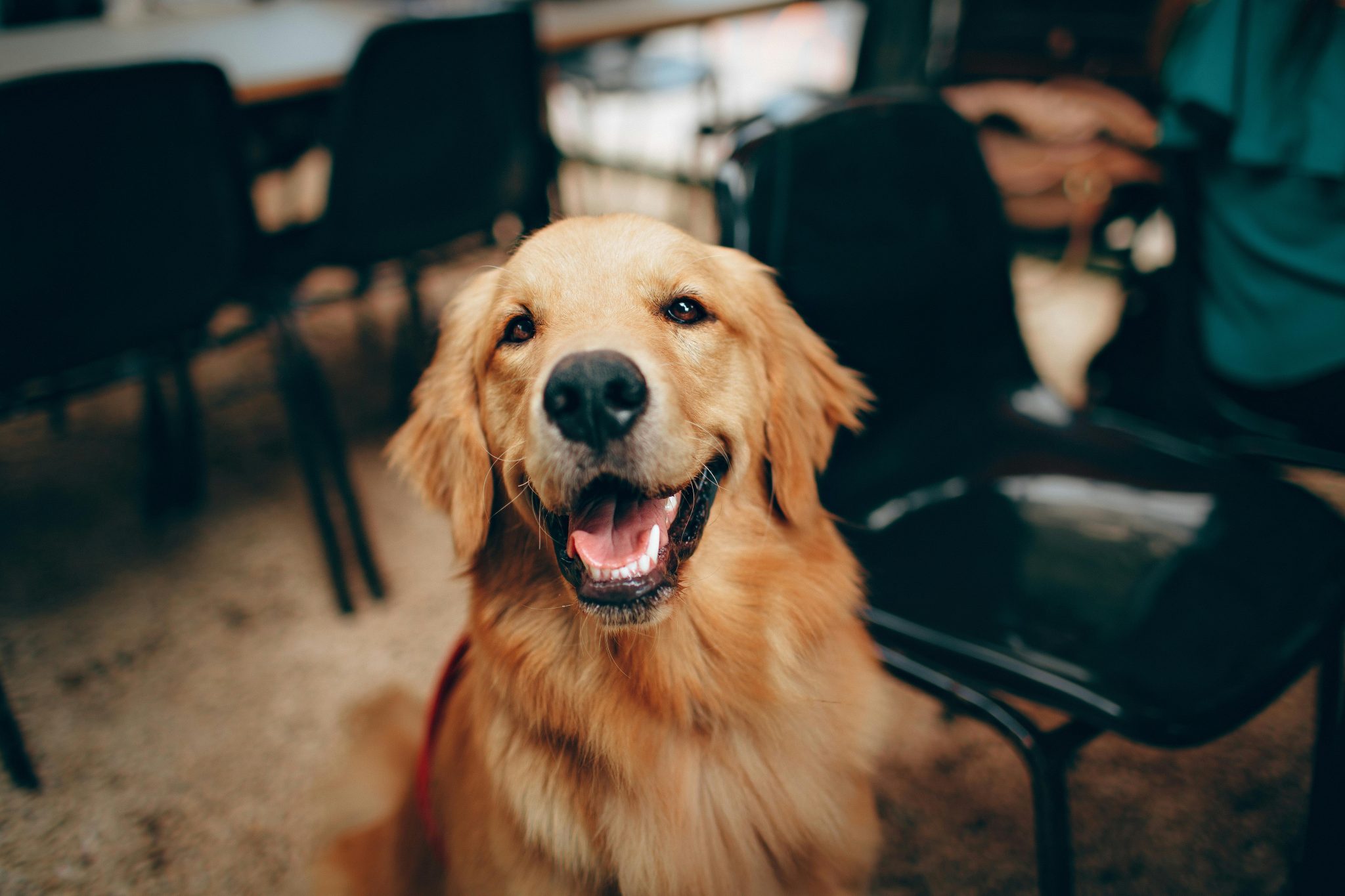 ¿Por qué se celebra hoy el Día del Perro?