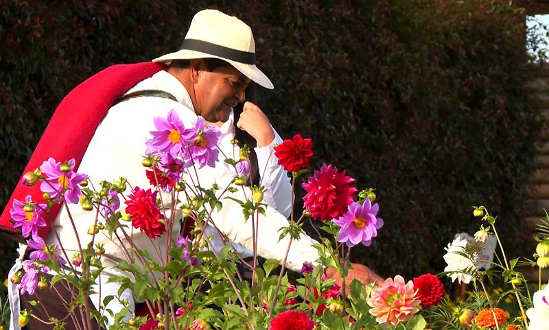 Conozca a José Zapata, silletero enamorado de sus flores que contagia con su amor y orgullo