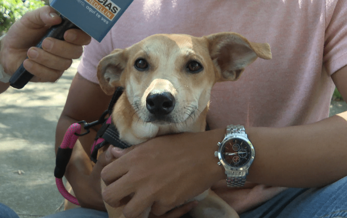 Un hogar para Monita: trabajador social rescata animales para buscarles una familia