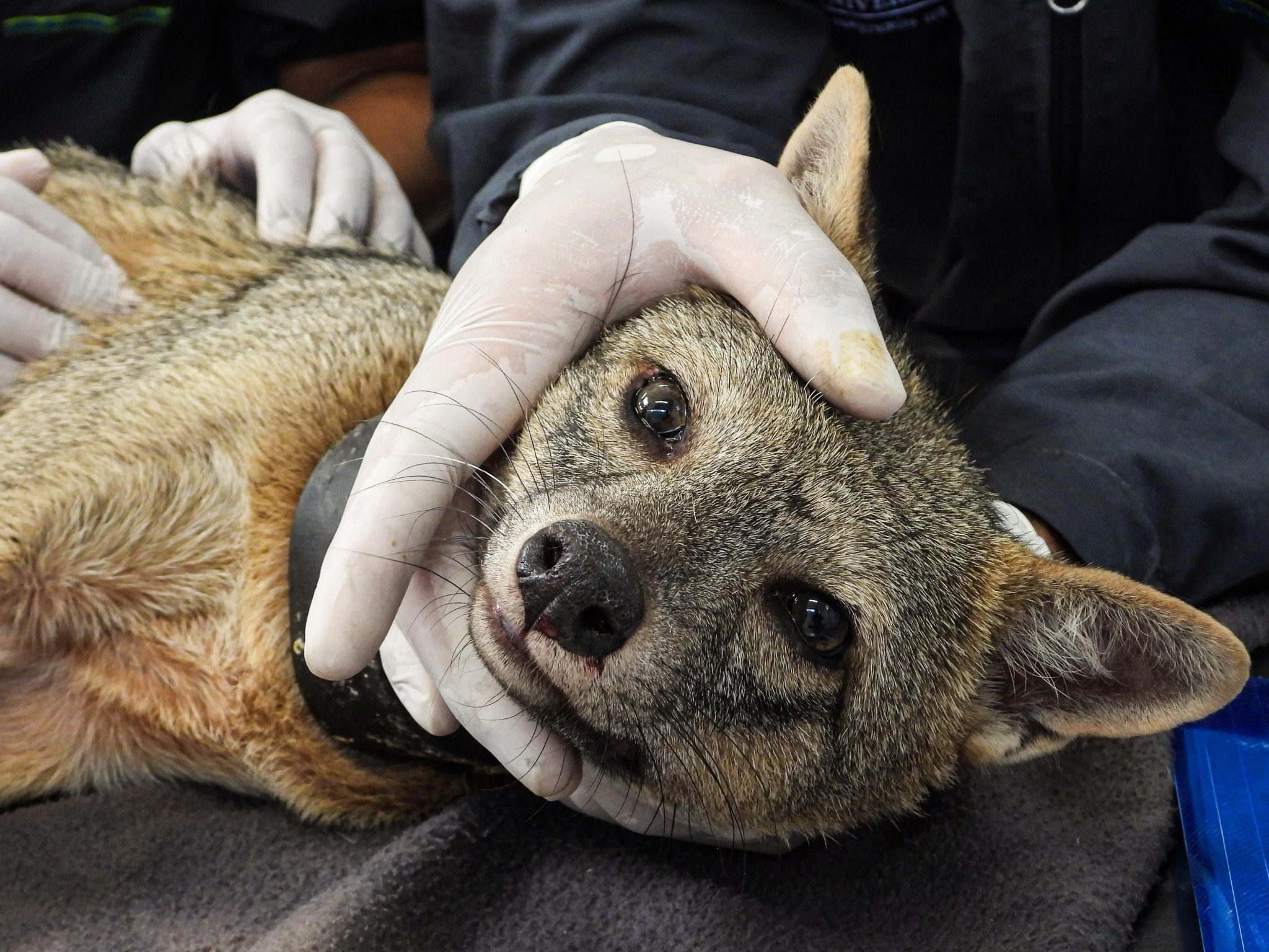 Aumentan avistamientos de zorro perros en zonas urbanas