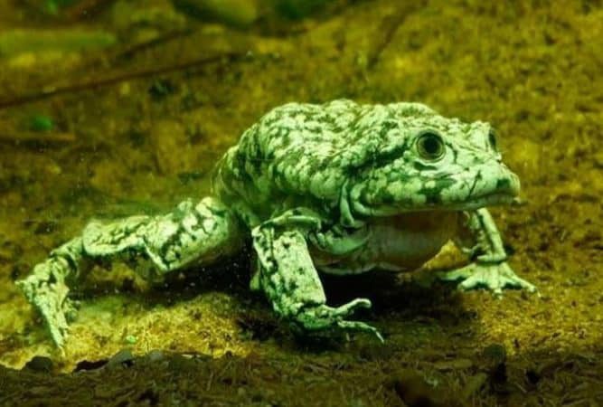 Autoridades decomisan cerca de 400 ranas que serían usadas como estimulante sexual