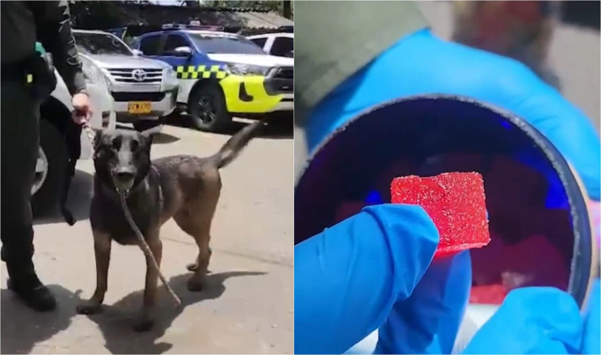 Canino de la Policía detectó un cargamento de gomitas de marihuana