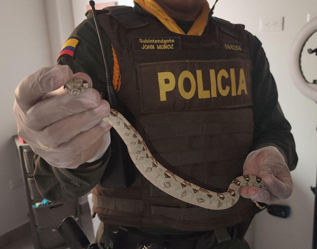 Capturan a hombre con una serpiente y otros animales disecados