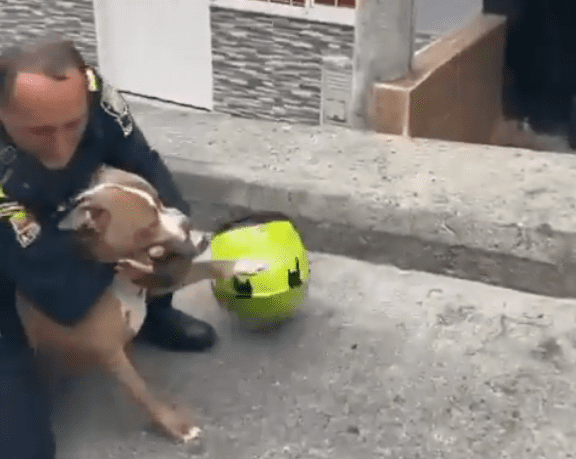 Controversia por acción policial en la que un uniformado le disparó a perro pitbull