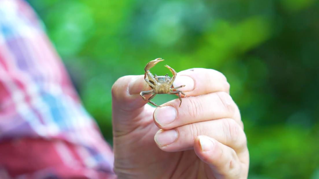 En una vereda de Antioquia descubren una nueva especie de cangrejo