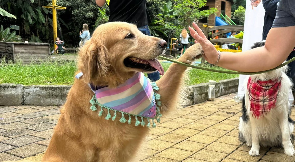 Gran donatón en Mascotas Al Parque para ayudar a muchos peluditos