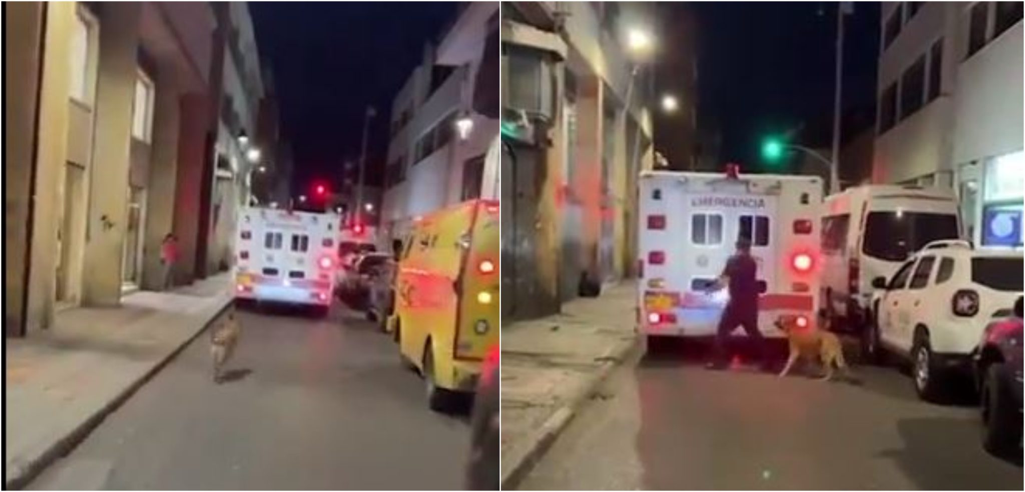 Perro persigue a su dueño que era trasladado en una ambulancia