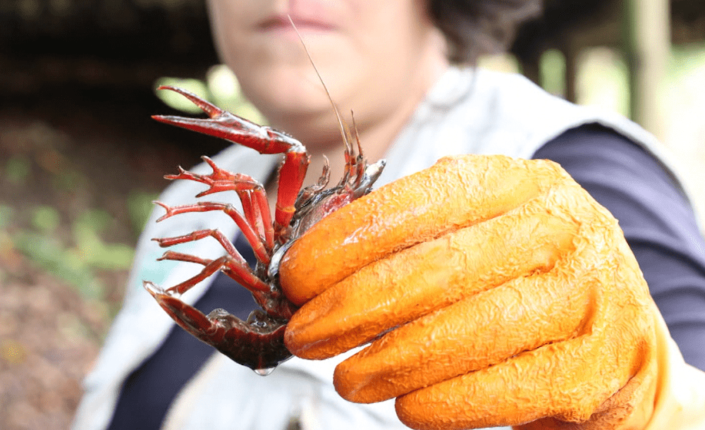 Por qué es peligrosa la langostilla roja, especie invasora detectada en Rionegro