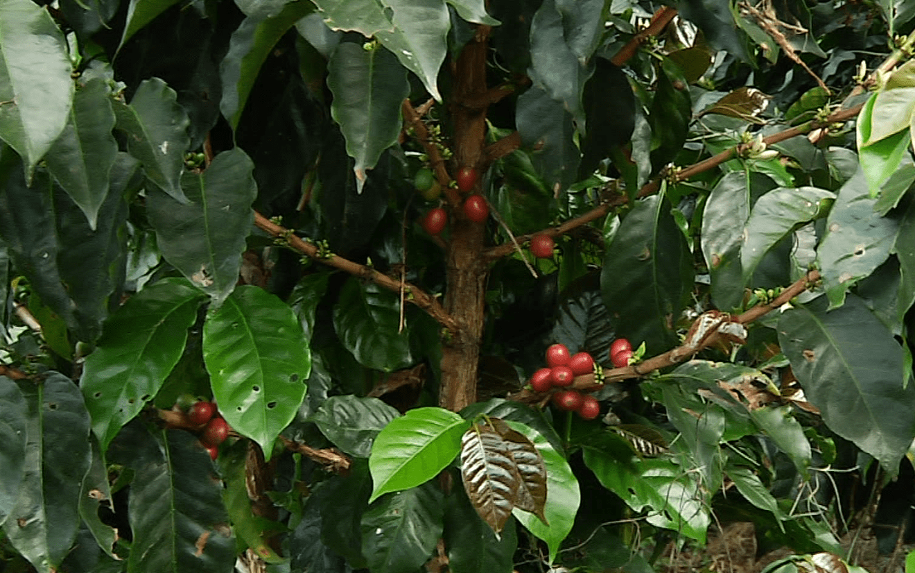 Preocupa falta de recolectores ad portas de la cosecha cafetera en Antioquia