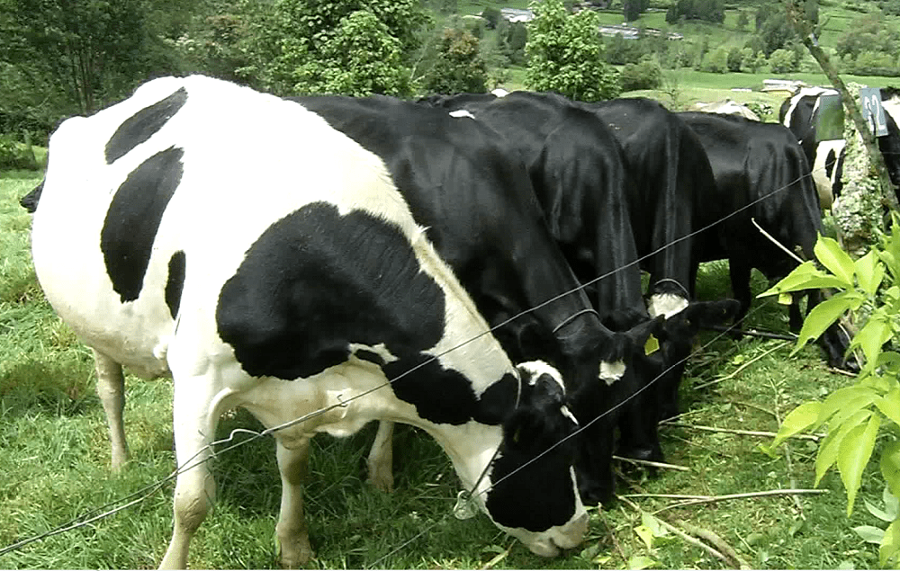 Preocupación de gremios en Antioquia por impacto económico del paro camionero