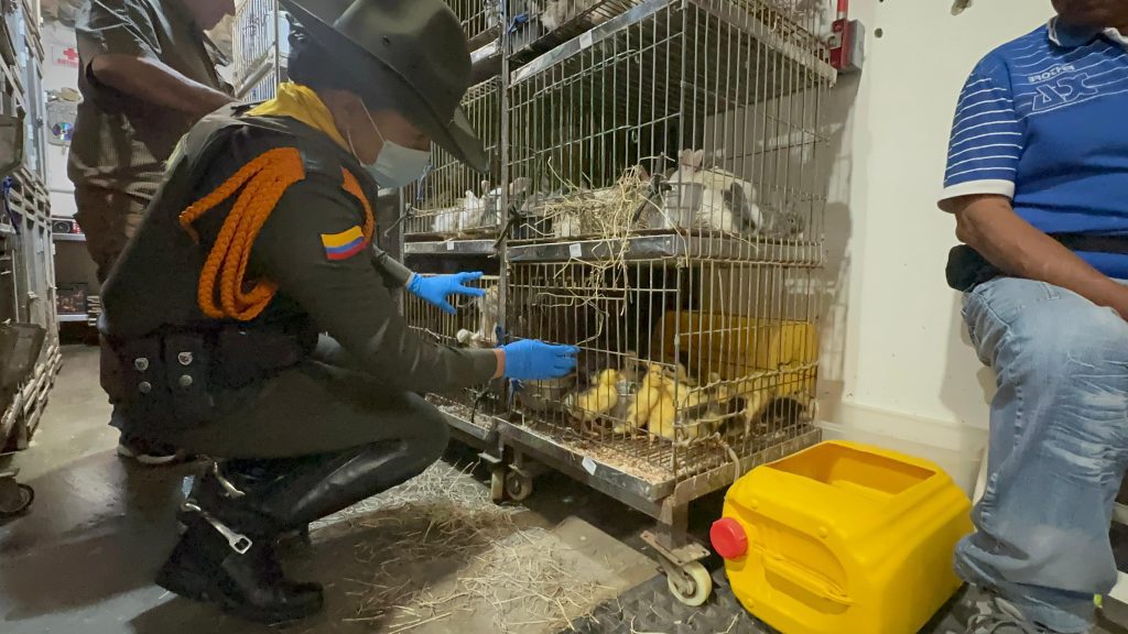 Rescatan animales de compañía en malas condiciones en la Plaza Minorista 3