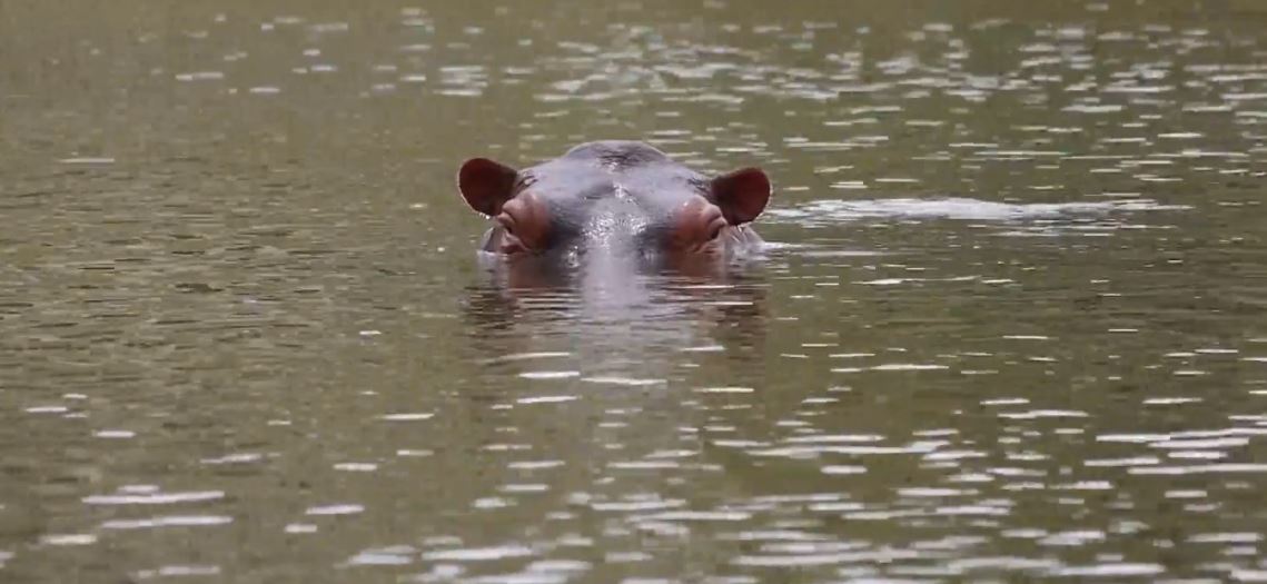 Tras el hipopótamo encontrado muerto en el río Magdalena piden la conservación de la especie