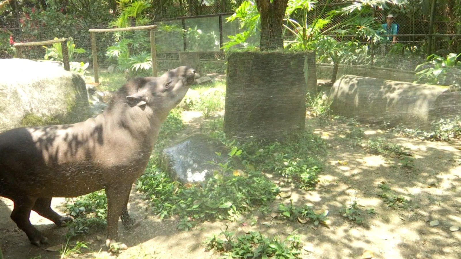 Animales del Parque de la Conservación reciben baños refrescantes por ola de calor