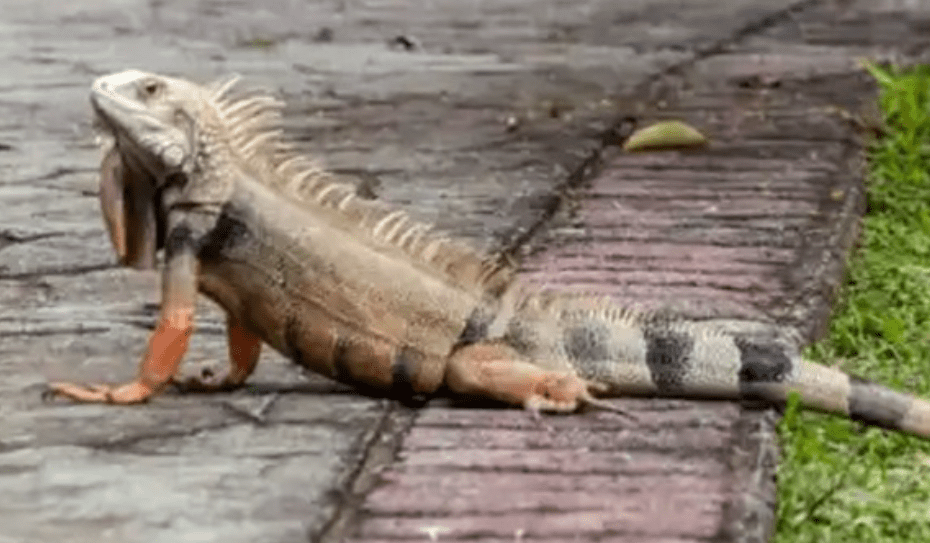 Con el calor aumentan avistamiento de iguanas en el Valle de Aburrá