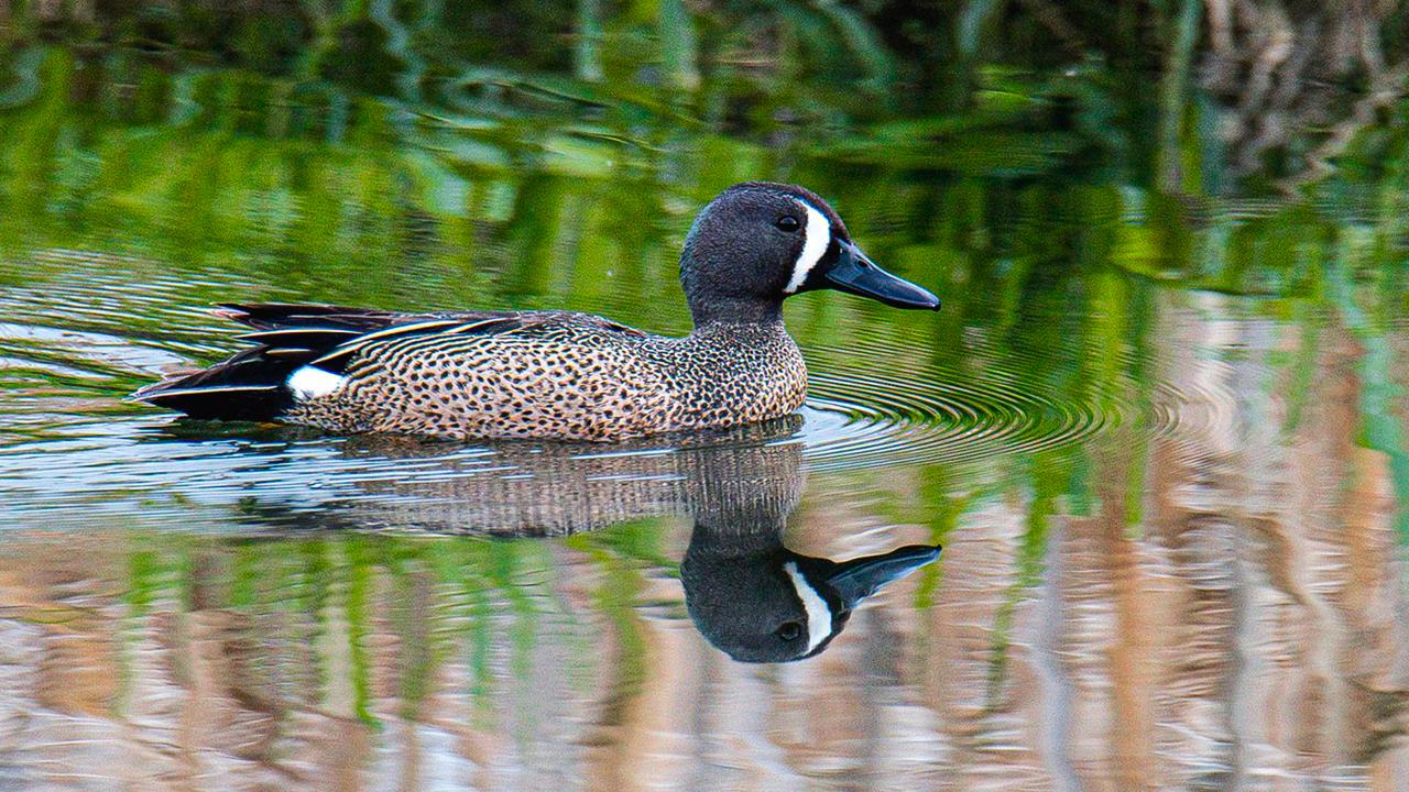 Aves migratorias atraviesan por estos días el Valle de Aburrá