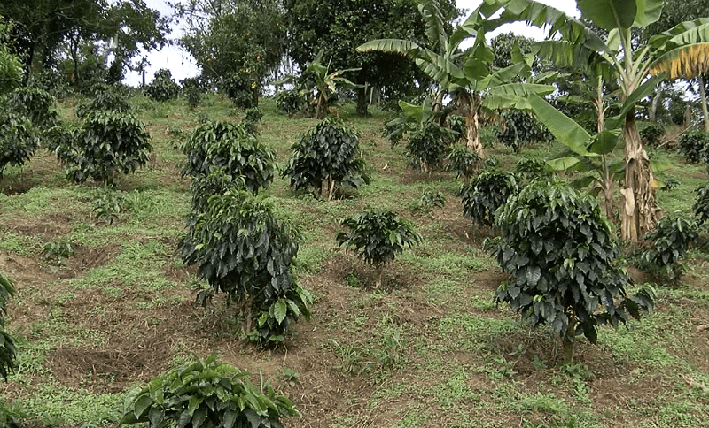 Mientras en otras regiones llueve, Ituango lleva meses de intenso verano