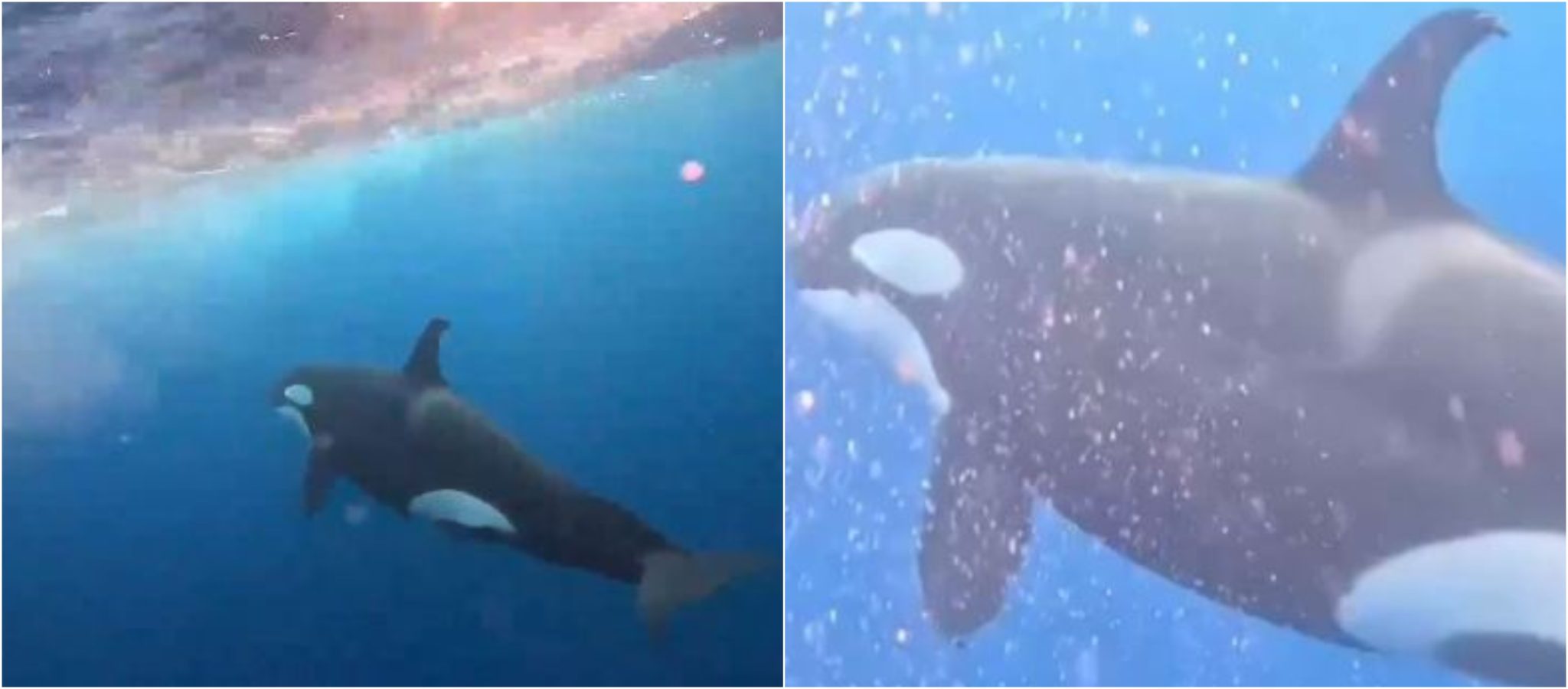 ¡Extraordinario! Orcas fueron avistadas en aguas del Océano Pacífico en la isla de Malpelo