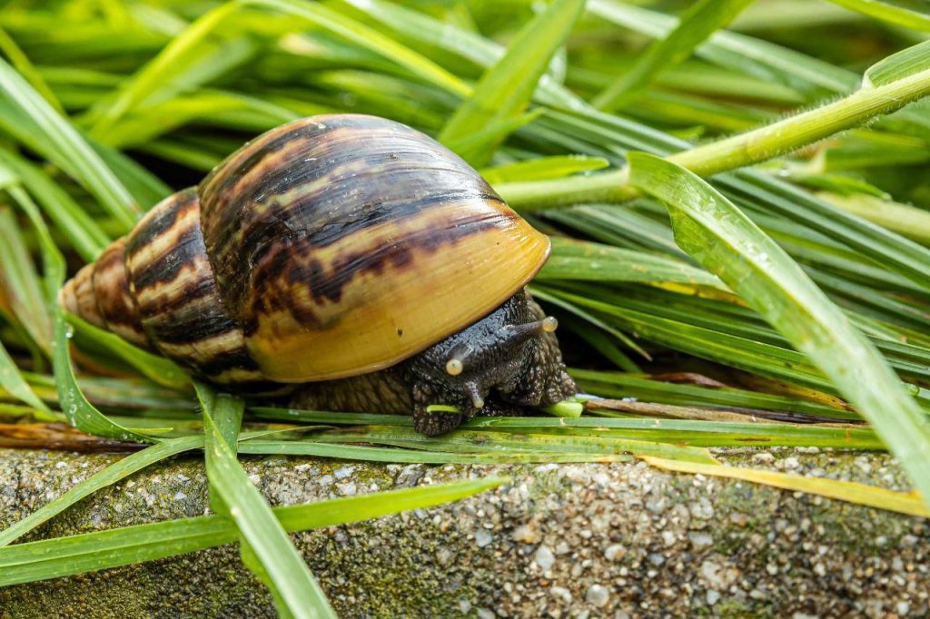 Periodo de lluvias podría incrementar la presencia de caracoles africanos en la ciudad