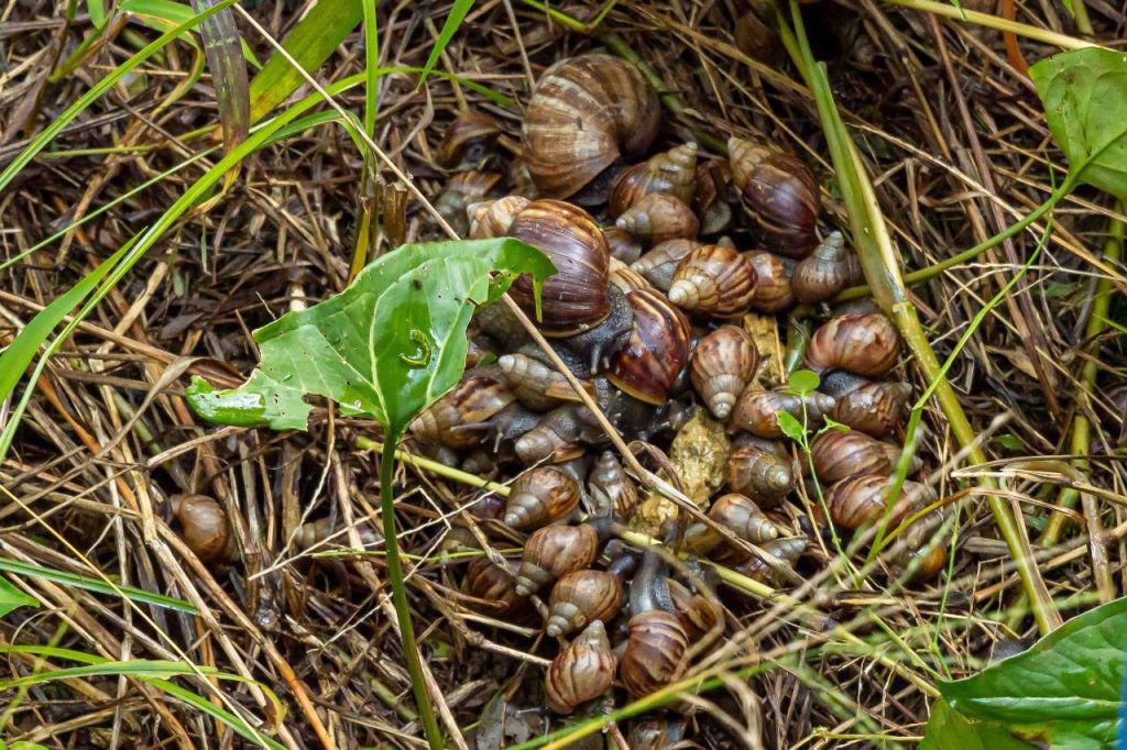 Periodo de lluvias podría incrementar la presencia de caracoles africanos en la ciudad