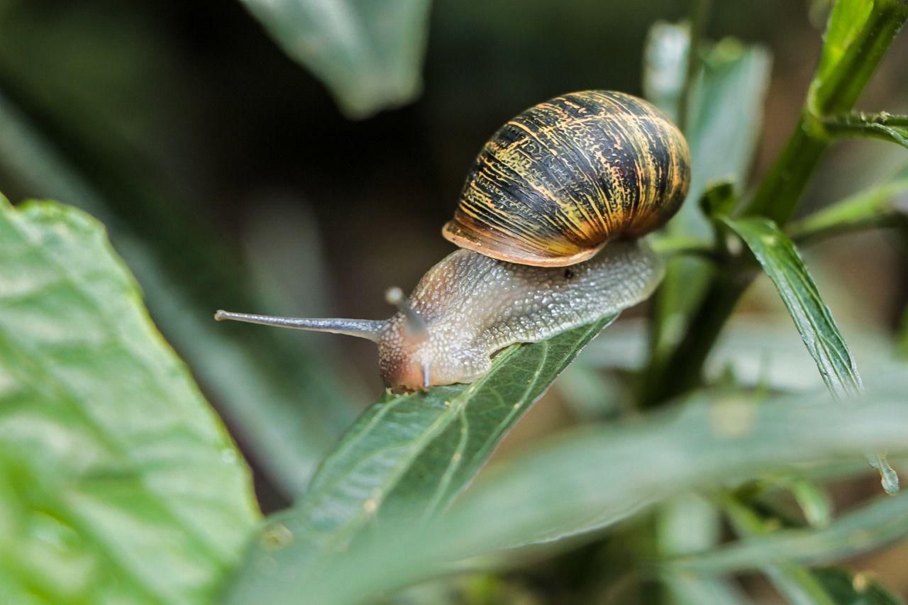 Periodo de lluvias podría incrementar la presencia de caracoles africanos en la ciudad