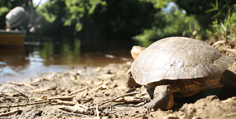 Tala y contaminación del agua, entre las amenazas a la biodiversidad en Antioquia