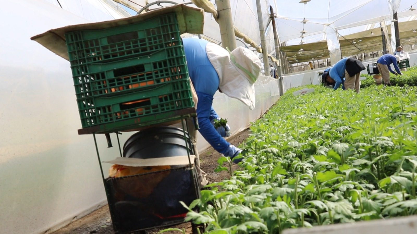 Vamos Tejiendo, el programa que promueve la equidad de género en floricultores