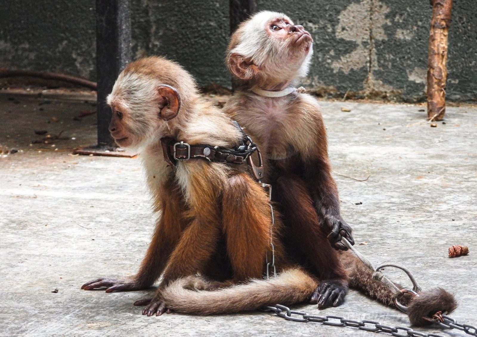 Rescatan a 2 monos cariblancos que estaban encadenados en Medellín