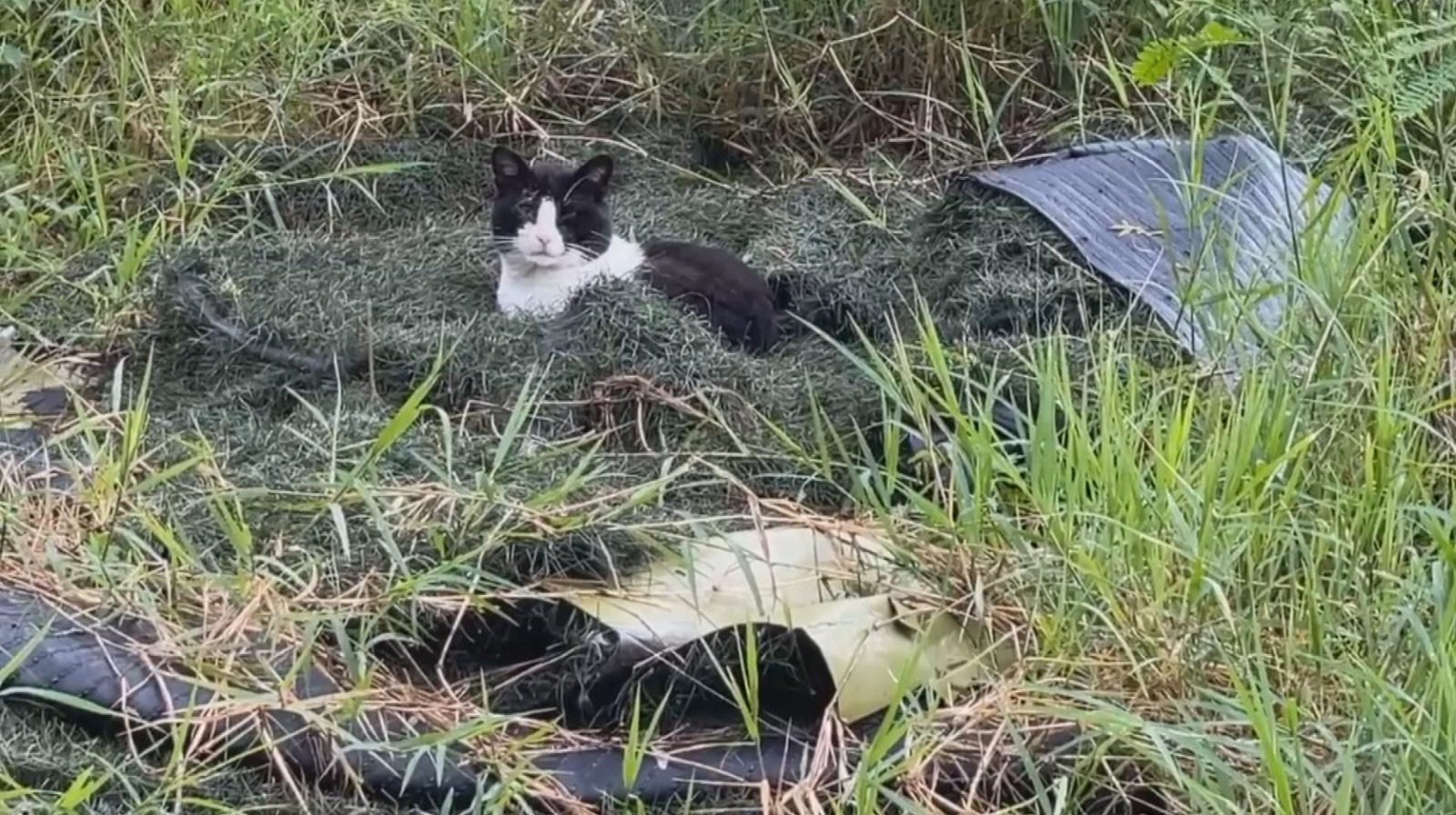 Autoridades ambientales han intervenido 32 colonias de gatos en el Valle de Aburrá