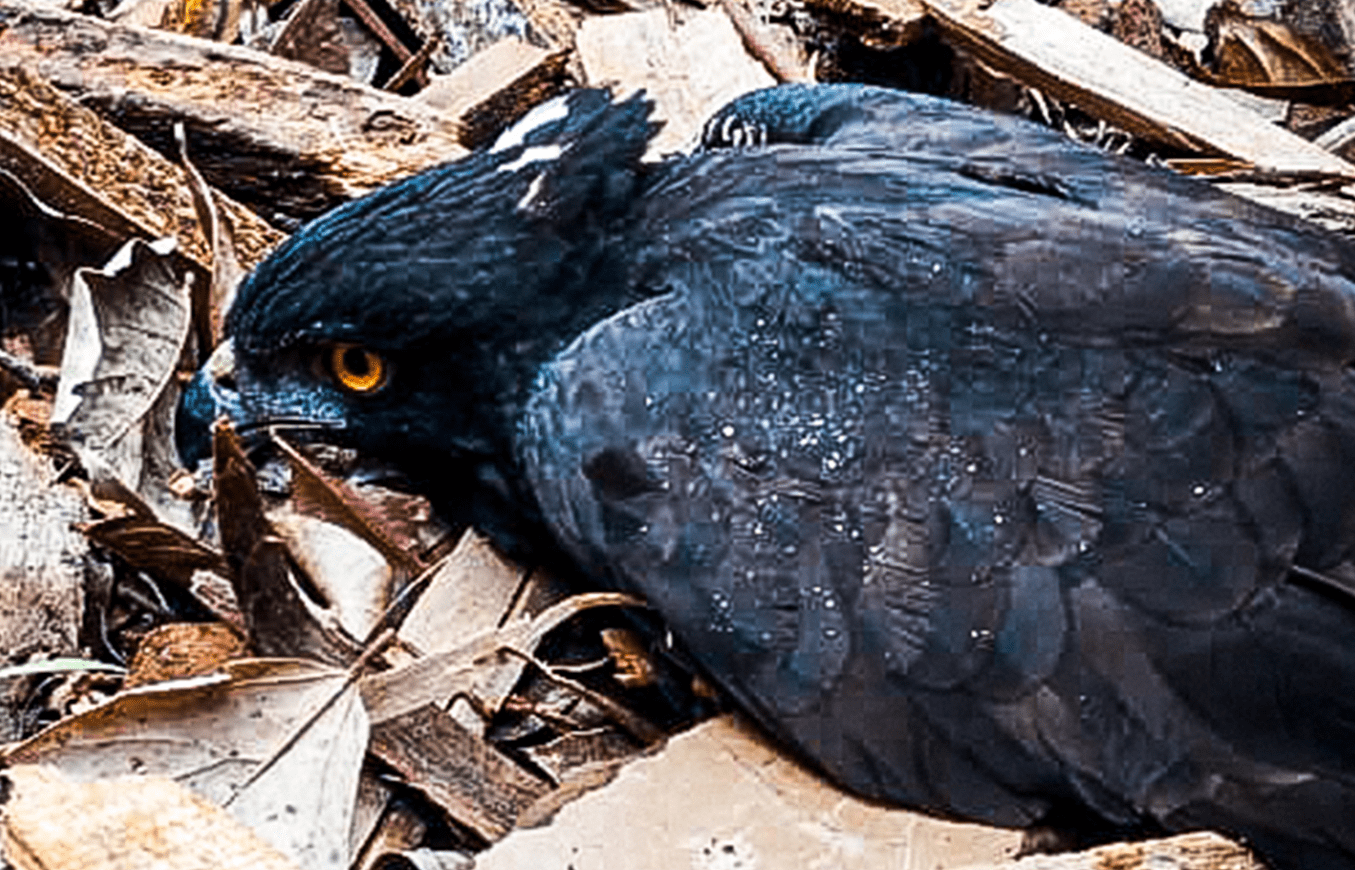 Cruel muerte de majestuosa águila negra, le habrían disparado