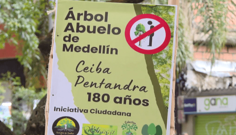 Así buscan proteger un árbol de 180 años en el centro de Medellín