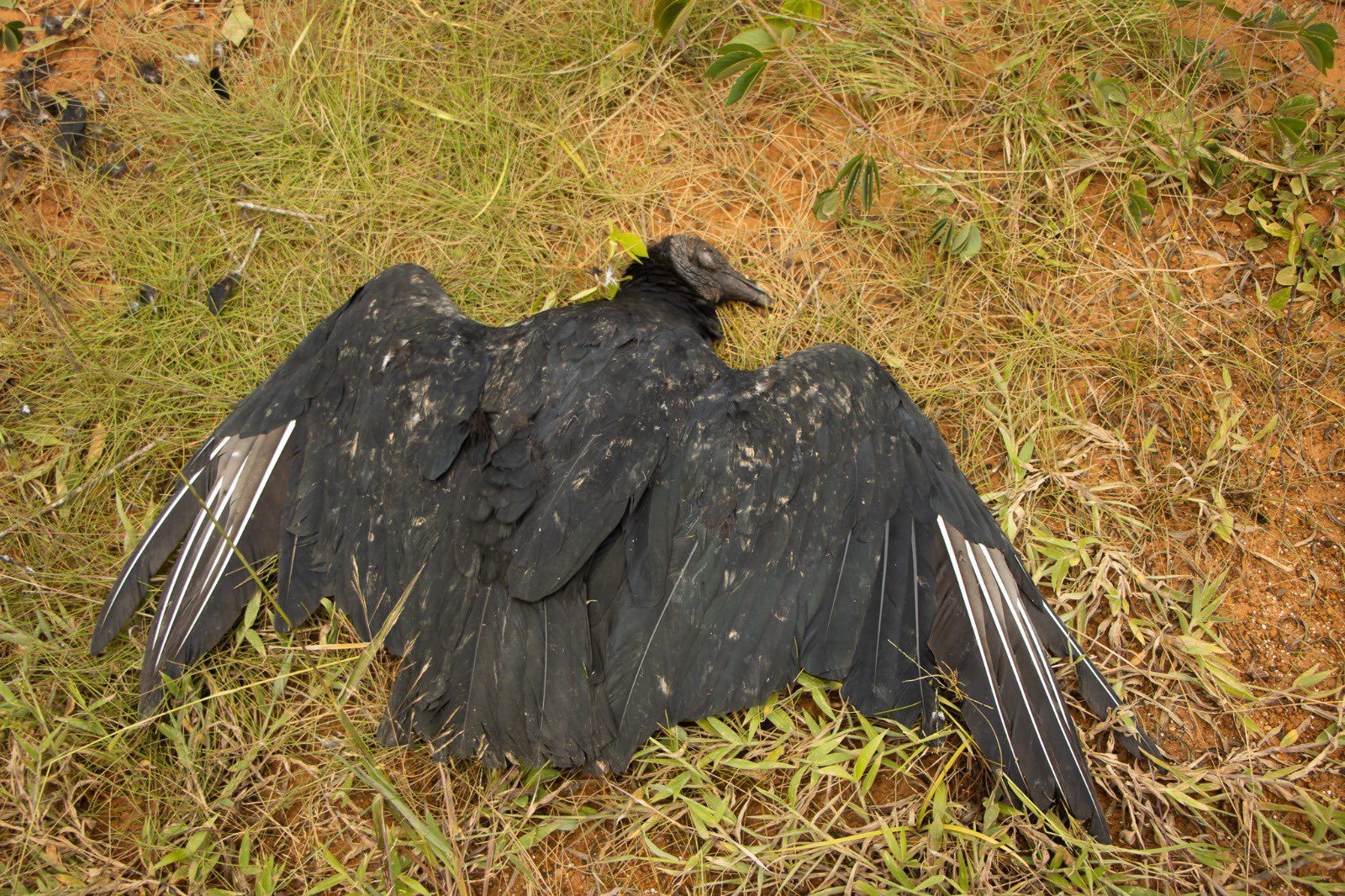 muerte gallinazos en guarne