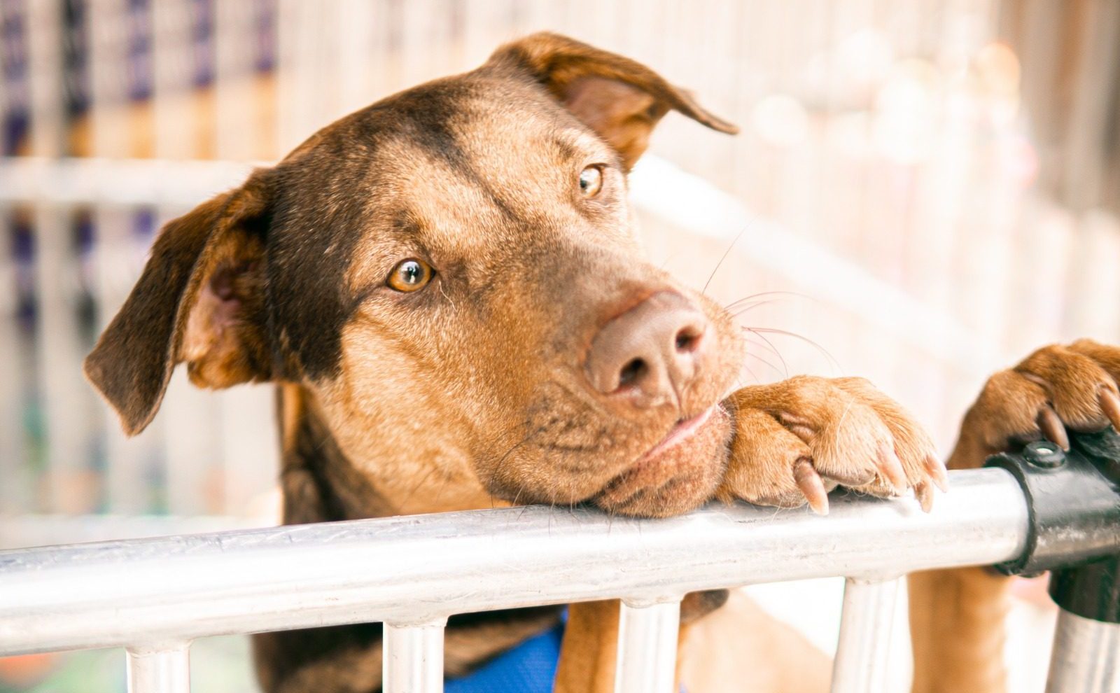 Habrá jornada de esterilización de mascotas este fin de semana en Medellín: así puede acceder