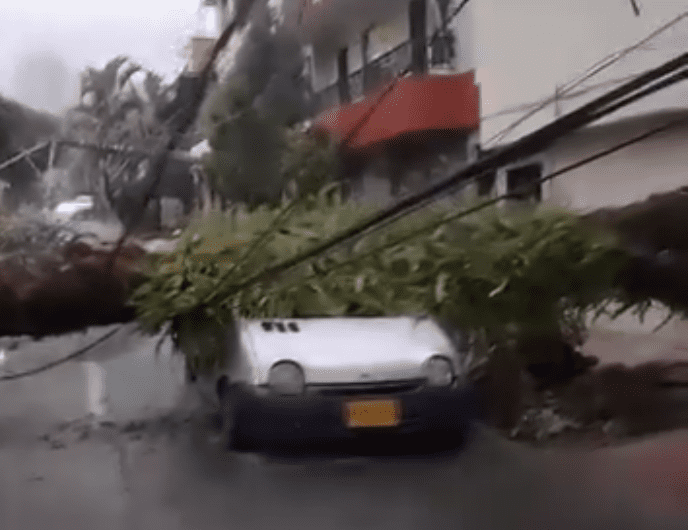 Varios daños causó la caída de gigantesca palmera en Envigado