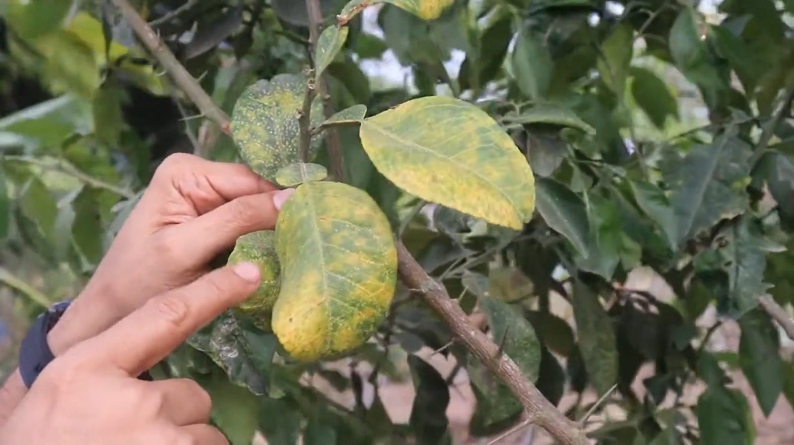 Alerta por enfermedad del “Dragón Amarillo” en cultivos cítricos de Antioquia