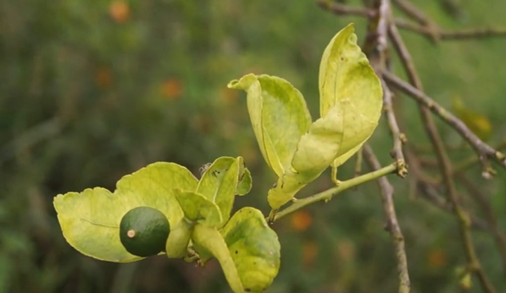 Alerta por enfermedad del “Dragón Amarillo” en cultivos cítricos de Antioquia