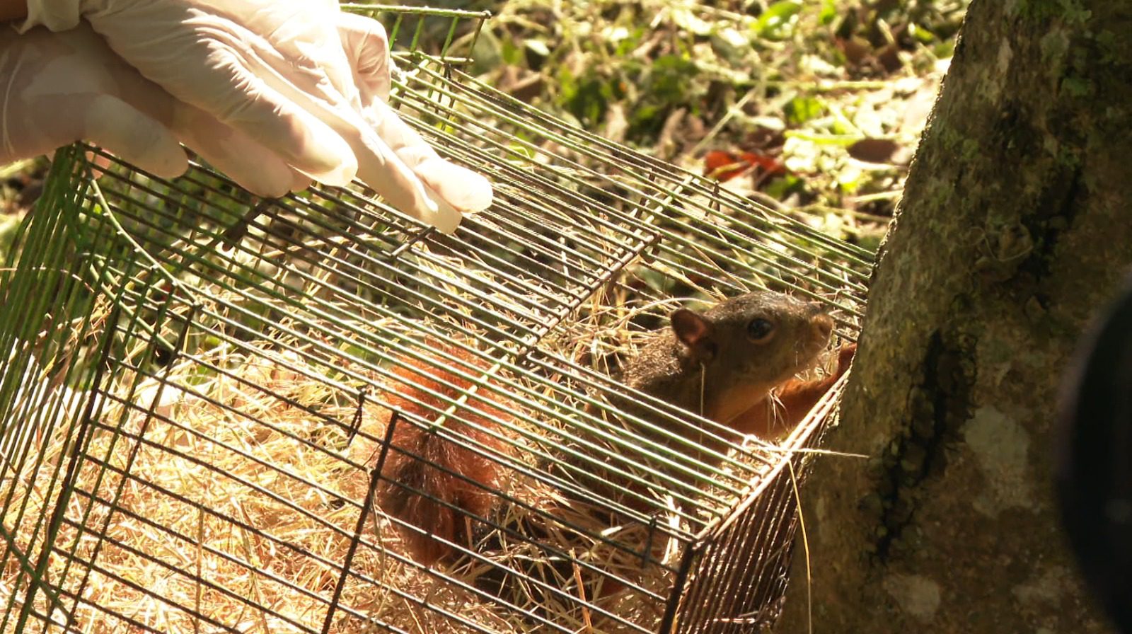 Área Metropolitana liberó 30 animales en reserva natural de la U de M