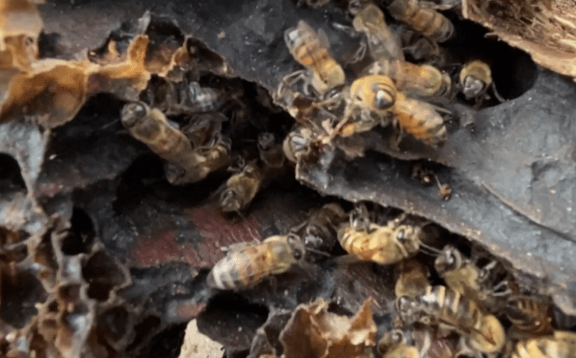 Ataque de abejas en Girardota deja seis personas afectadas