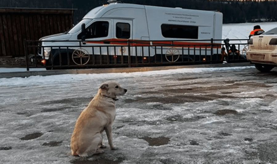 Conmovedora historia de perrita esperaba a su dueño que se ahogó en un río