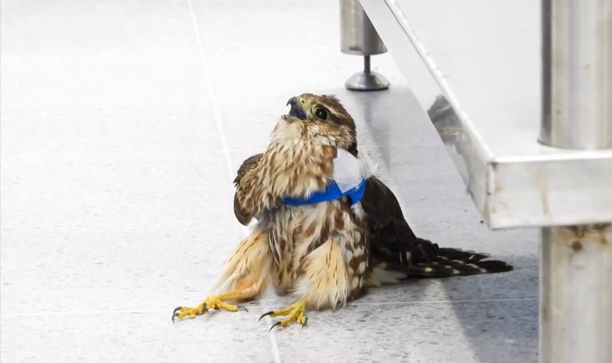 Aumenta la cifra de fauna silvestre afectada por pólvora